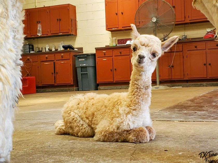 Tx-Ture Farm's National Alpaca Farm Days