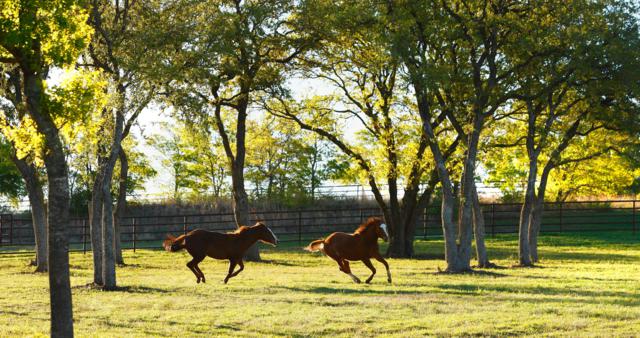 Aledo-Ranch-17