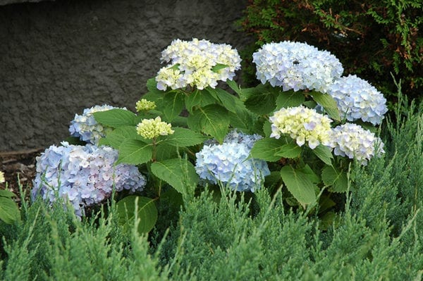 LOD-blue-flowers