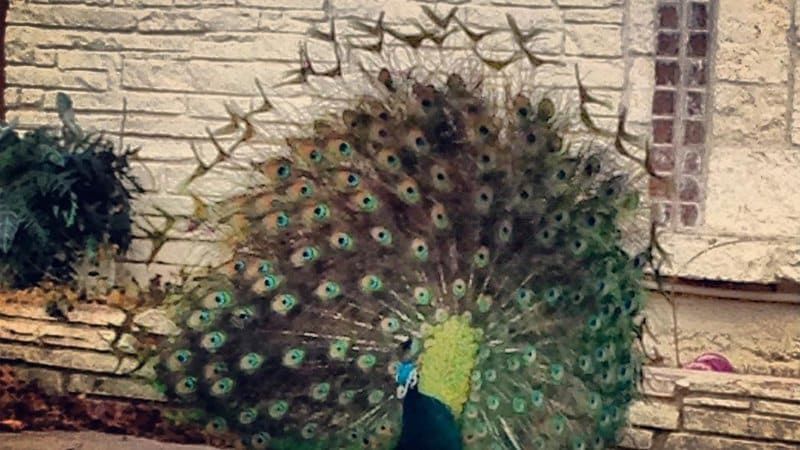 Peacocks-of-Beckley-Estates1