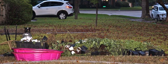 Pot-House-on-Carnegie-Pot-Plants