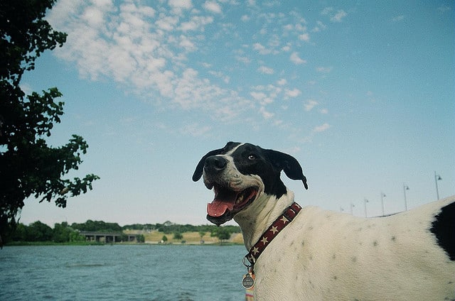 White-Rock-Dog-Park