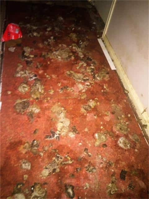 Willow-wood-feces-hallway