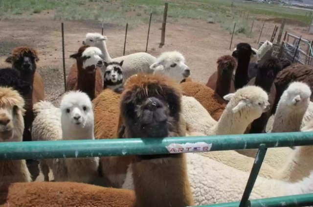 alpacas-0