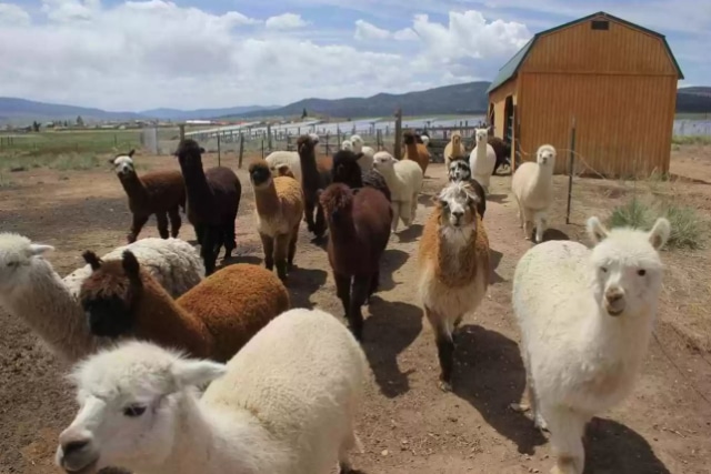 alpacas-0