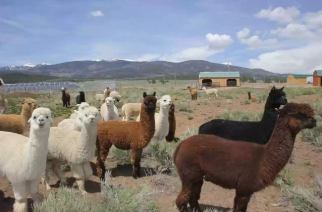 alpacas-0