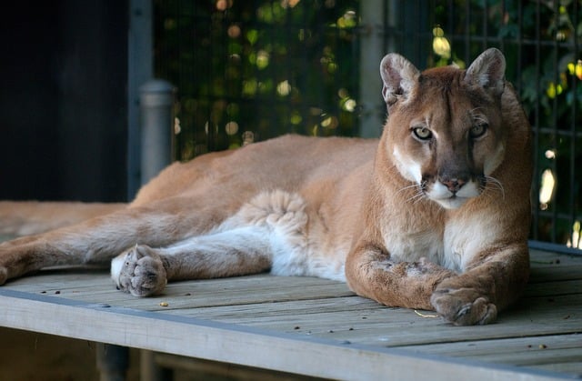 cougar-1086045_640